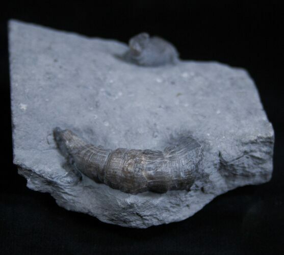 Horn Coral, Devonian Aged From New York #1900